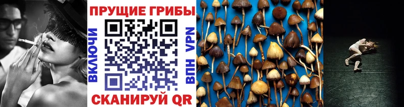 Псилоцибиновые грибы Psilocybe  Купить закладки  Нелидово 